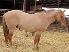 Claytons Five Oh ~ Quarter Horse Stallion Son of Romeo Blue