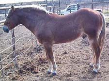 El Jo Key ~ Quarter Horse Stallion