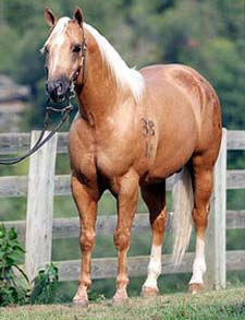WR-Shining-Solano ~ Palomino quarter horse stallion grandson of Shining Spark