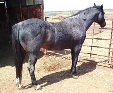Azure Rojo ~ 25.5% Blue Valentine ~ Quarter horse stallion grandson of Blue Valentine