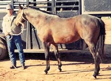 Handy Roan Bars ~ Red Roan Stallion